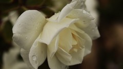 Morning macro white roses