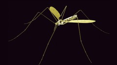 Mosquito