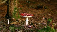 Moss fungus Amanita Muscaria
