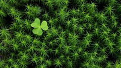 Moss shamrock irish