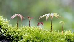Moss sprouts
