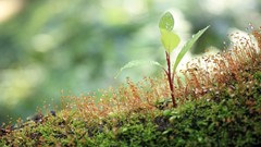 Moss sprouts