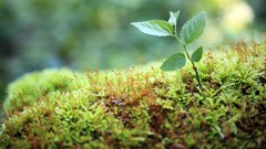 Moss sprouts