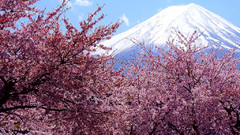 Mount fuji cherry blossoms