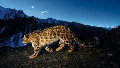 Mountains Animals snow leopards