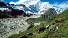 Mountains Animals yak nature