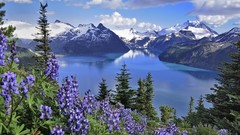 Mountains British Columbia purple flowers lakes Parks Lake 