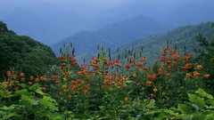 Mountains cap Lilies bloom national park Tennessee great smoky 