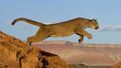 Mountains cats Animals jumping