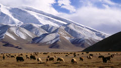 Mountains China yak Grassland