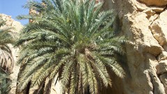 Mountains Flags Salt deserts modified palmier