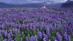 Mountains Flowers churches iceland