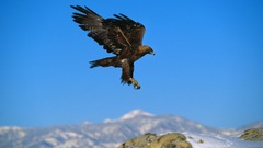 Mountains flying Birds Eagles