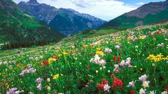 Mountains Landscapes Flowers Colorado