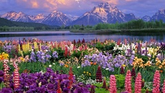 Mountains Landscapes Flowers Garden