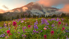 Mountains Landscapes Flowers meadows