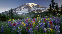 Mountains Landscapes Flowers Mount
