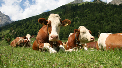 Mountains Landscapes nature Cows