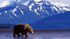 Mountains nature Animals grizzly