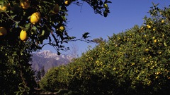 Mountains nature fruits California