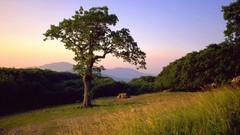 Mountains old national park shenandoah