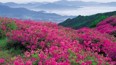 Mountains pink flowers Wildflowers north carolina parkway