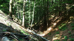 Mountains Trees forests woods