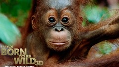 Movies Animals film Born