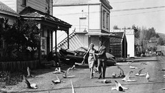 Movies black and white Birds Alfred Hitchcock