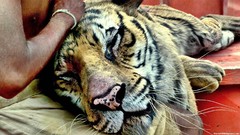 Movies scene Tigers Life of Pi richard parker