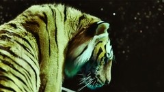 Movies Tigers Life of Pi