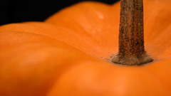 Mswanson pumpkin pumpkins Food