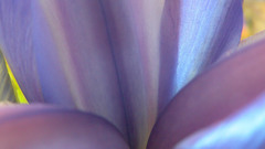 Mswanson wide flower