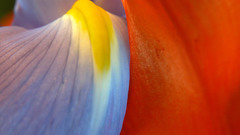 Mswanson wide flower