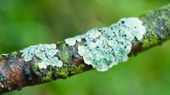 Mswanson wide large branch