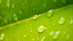 Mswanson wide large leaf