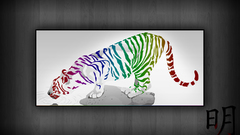 Multicolor Animals Tigers Lions