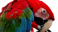 Multicolor Birds Parrots Scarlet