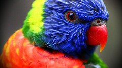 Multicolor Birds tropical head