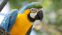 Multicolor Birds wildlife Parrots