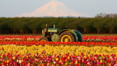 Multicolor Flowers fields tractors