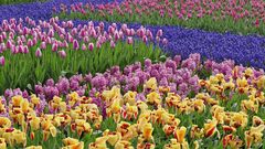 Multicolor Flowers tulips hyacinths