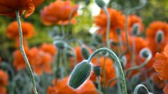Multiscreen buds orange flowers
