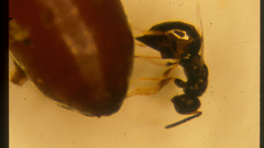 Muscidifurax jewel wasp high