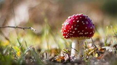 mushroom nature macro red blurred Amanita Muscaria