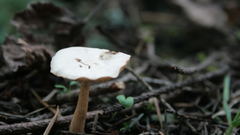 Mushroom picture here You thank