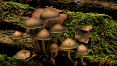 Mushrooms
