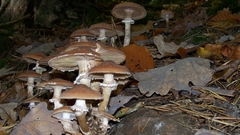 Mushrooms