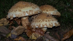 Mushrooms