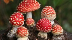 Mushrooms Amanita Muscaria